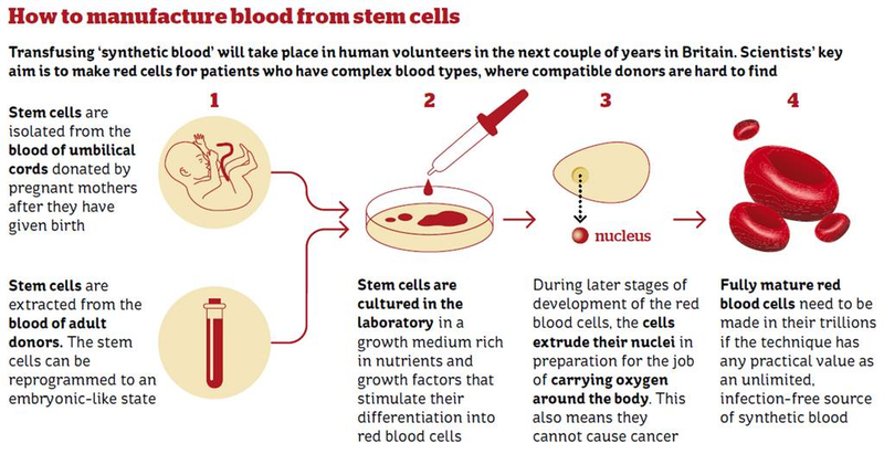 Illustration for article titled Synthetic Blood Transfusions Are Coming